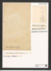 Toxarium kennedyanum (Greg.) Grun. (de-Toni-Nr.: Genus 69, Species 2687) Zeichnungen Sammlung Grunow (NHMW-BOT-W0373955)